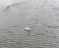 Lebădă pe lac Foto Daciana Stoica Redmi Note 14Pro+ 5G jpg