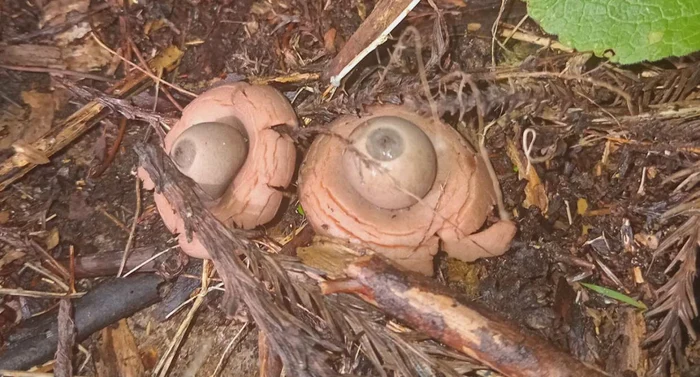 Ochii erau, de fapt, o specie de ciuperci / foto: Reddit