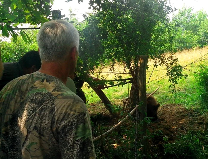 Jandarmii, poliţiştii şi pădurarii  au venit imediat la faţă locului, însă  vestea că un urs s-a prins într-un laţ s-a răspândit imediat şi mulţi localnici au venit să vadă animalul, fără să constientezeze însă, pericolul la care se expuneau