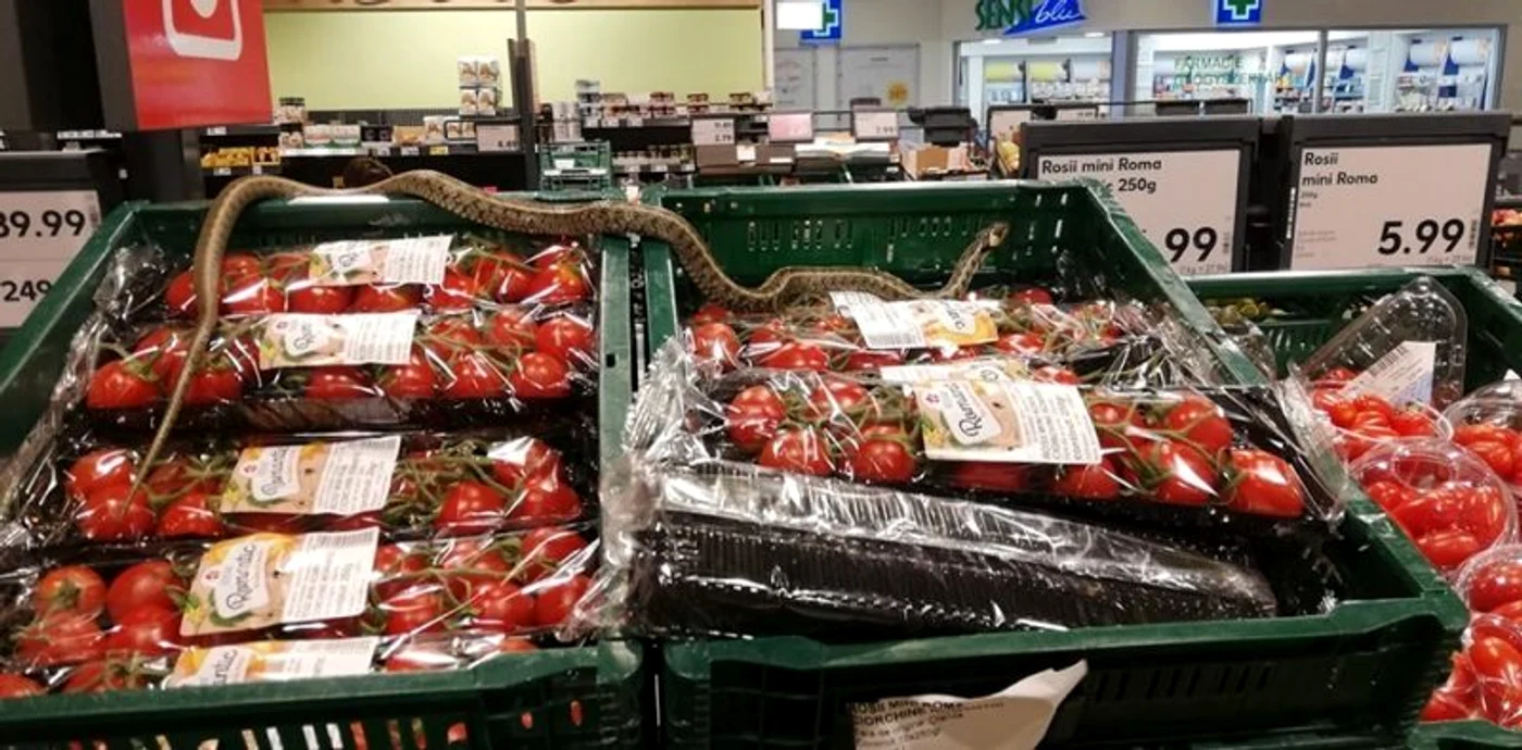 1 sarpe in supermarket jpg jpeg