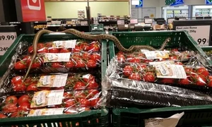 1 sarpe in supermarket jpg jpeg