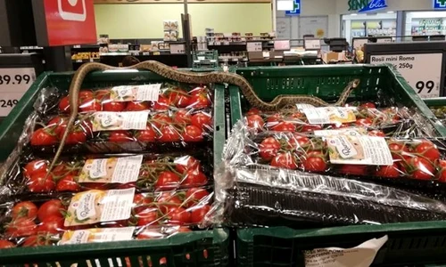 1 sarpe in supermarket jpg jpeg
