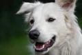 dog 6961236 1280 jpg
