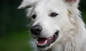 dog 6961236 1280 jpg