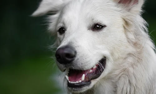 dog 6961236 1280 jpg