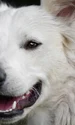 dog 6961236 1280 jpg