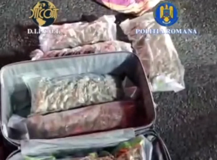 VIDEO Doi spanioli, arestați preventiv în România după ce au fost prinși cu 7 kilograme de canabis pe care voiau să le vândă