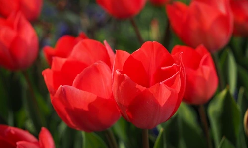 1 69397 original jpg jpeg