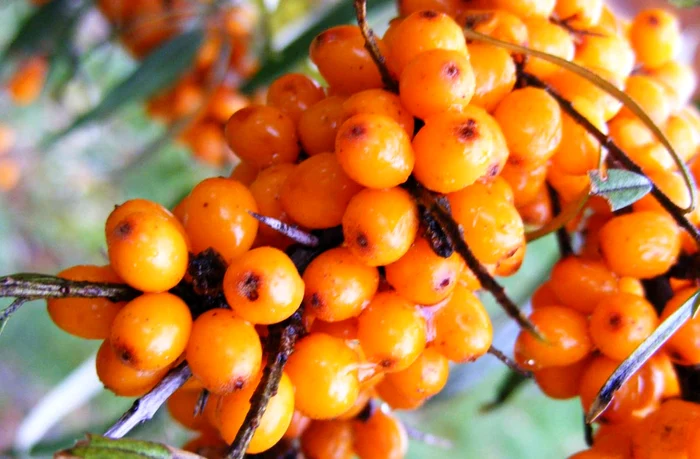 Tratamente naturiste cu cătinăfoto: sanatate.bzi.ro