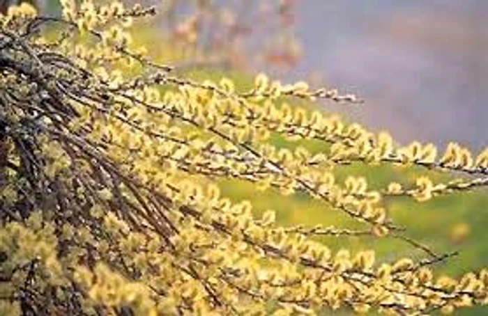 
    Salcia are puteri miraculoase în ziua de FloriiSursa foro: Creștin ortodox  