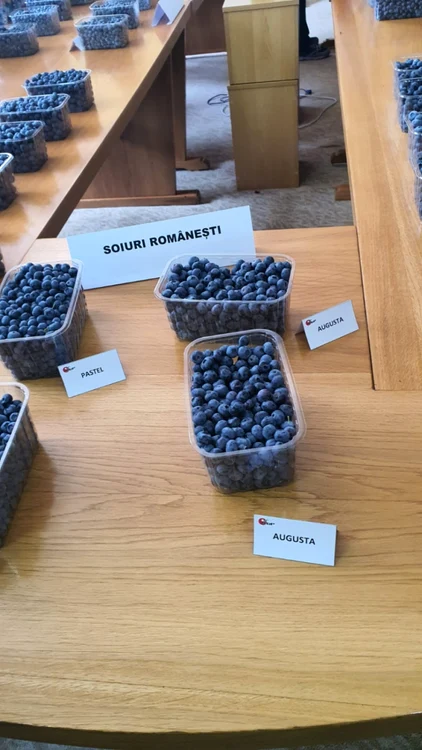 Argeşenii, invitaţi să culeagă afine direct de pe plantaţia Institutului de Cercetare-Dezvoltare pentru Pomicultură Piteşti-Mărăcineni