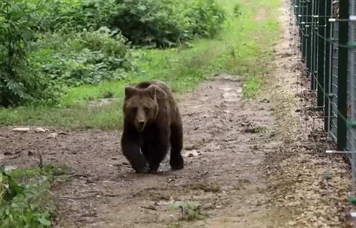 Mogly nu se poate bucura de libertate FOTO: Captura video