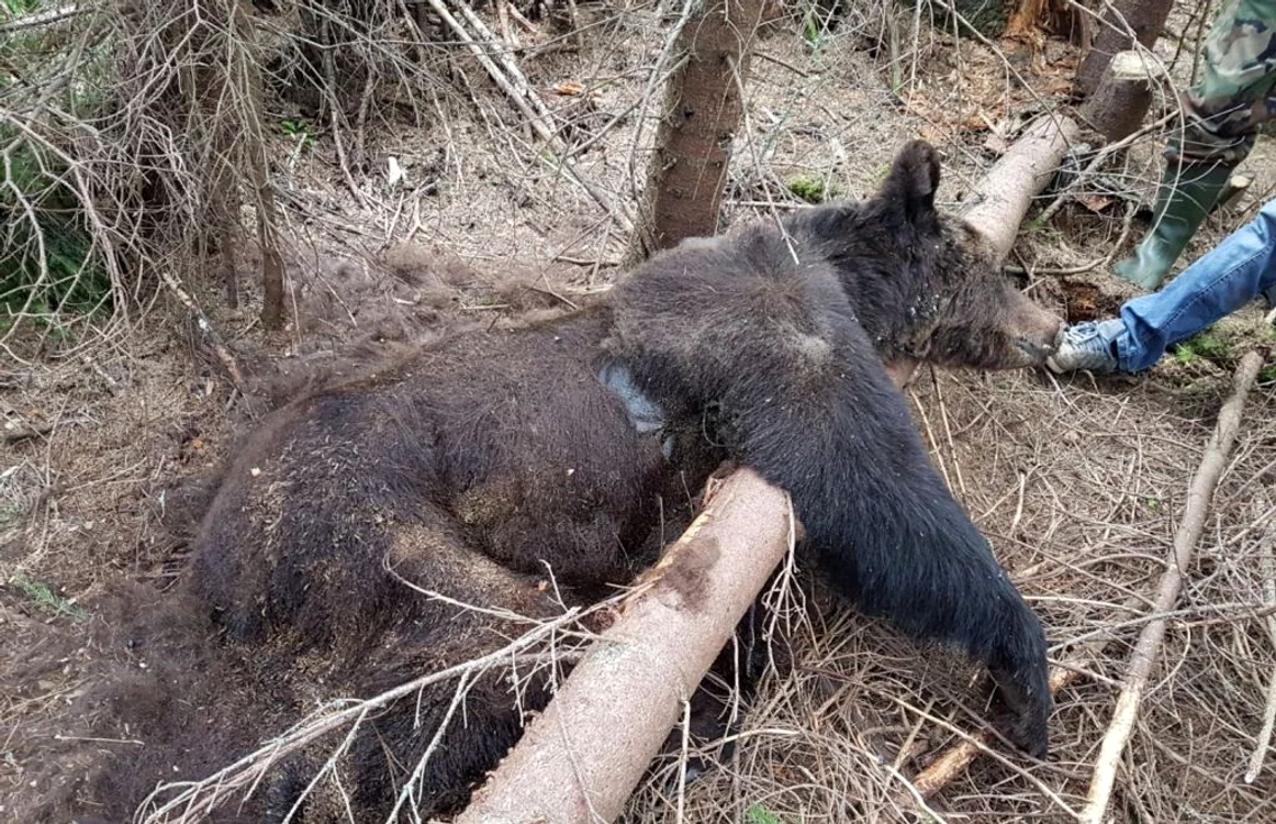 Ursoaică şi doi pui găsiţi morţi într-o pădure din Suceava. FOTO Garada Forestieră Suceava
