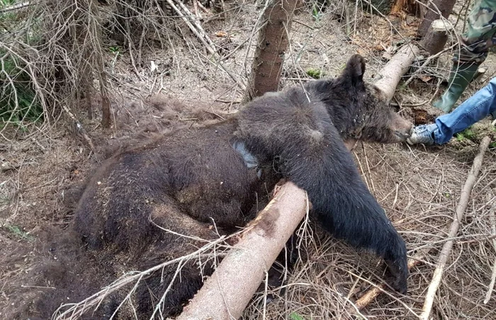 Ursoaică şi doi pui găsiţi morţi într-o pădure din Suceava. FOTO Garada Forestieră Suceava