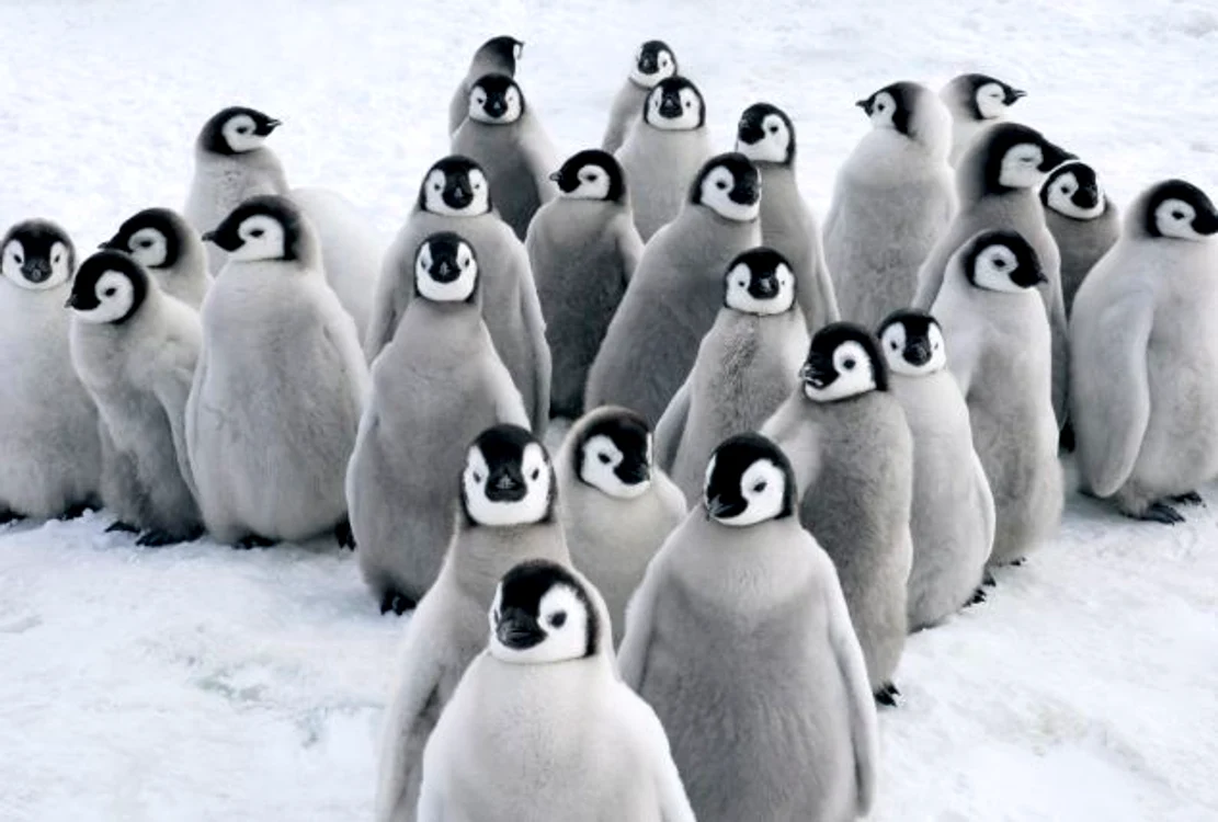 Pinguini imperiali