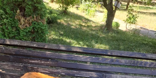 pisici muzeul golesti 03 foto muzeul golesti jpg
