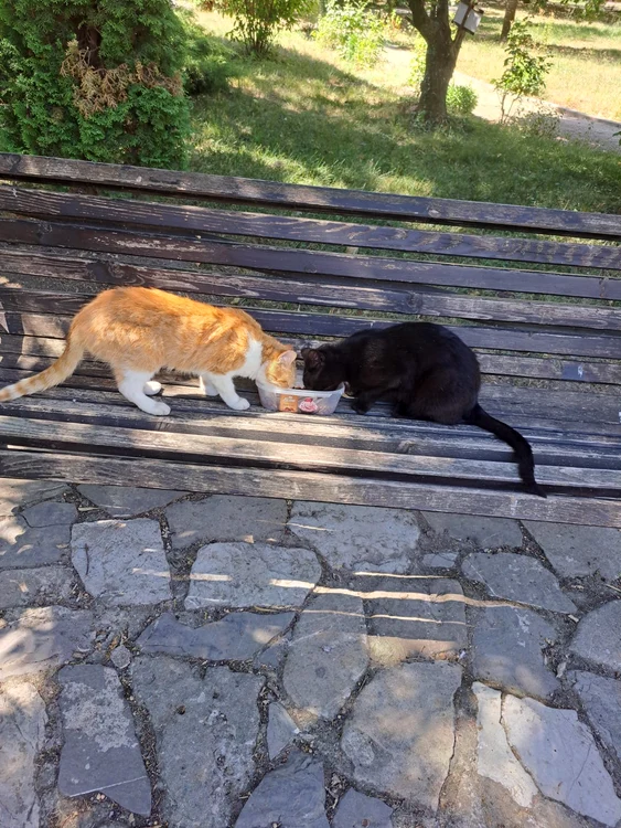 La Muzeul Golești sunt 45 de pisici la ora actuală FOTO Muzeul Golești