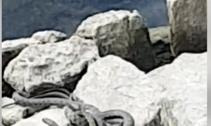 invazie serpi bega png