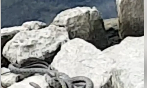 invazie serpi bega png