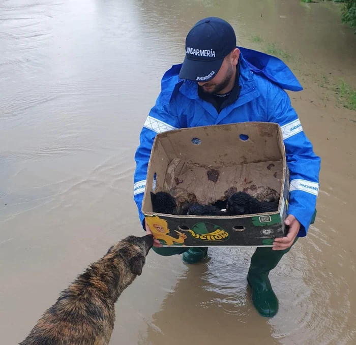 Jandarmul care a salvat cățeii se numește Marius / foto: Jardarmeria Română