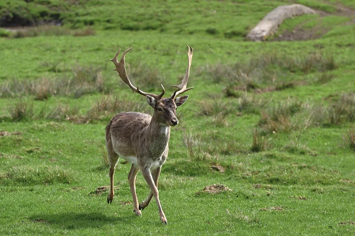 Acțiuni de repopulare cu cerbi lopătari au avut loc și în alte județe. FOTO: Pixabay