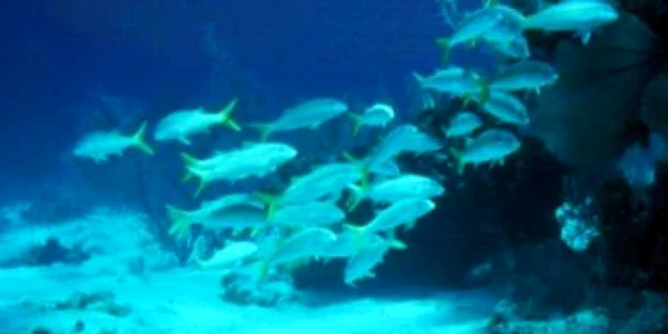 Peştii şi-au redus greutatea la jumătate din cauza încălzirii globale - studiu