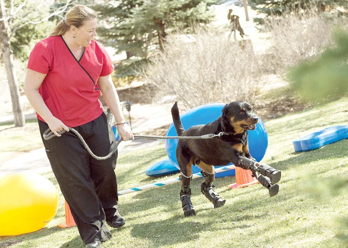 
    Patrupedul e de neoprit de când are picioare artificialeFoto: Photoland/WENN  
