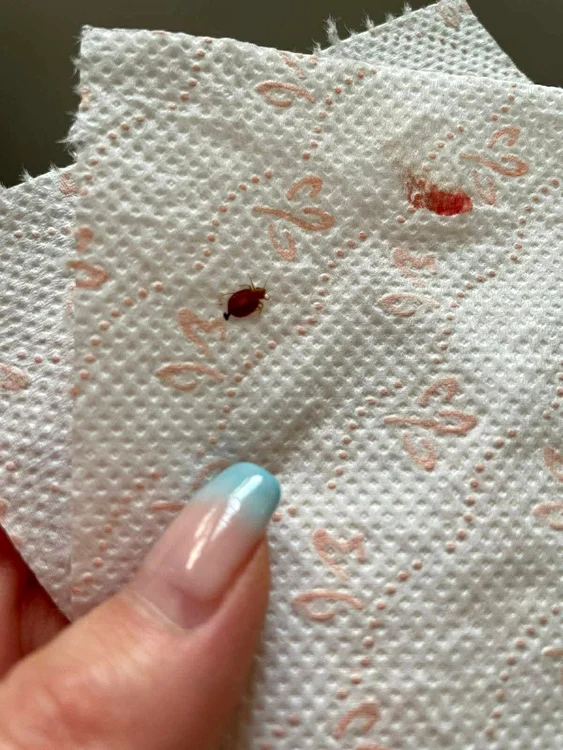 Turiștii au avut probleme cu plosnițe / foto: Facebook