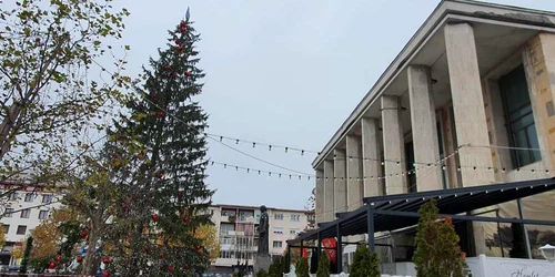 brad Craciun stramb Bacau FOTO Ziarul de Bacau jpeg