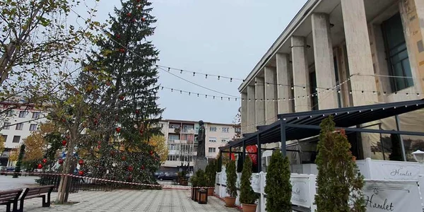 brad Craciun stramb Bacau FOTO Ziarul de Bacau jpeg