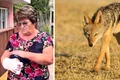 alerta in iasi o femeie a fost muscata de un sacal in curtea casei a venit deodata m a apucat de picior 992563 png