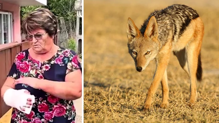 O femeie a fost atacată de un șacal la Iași