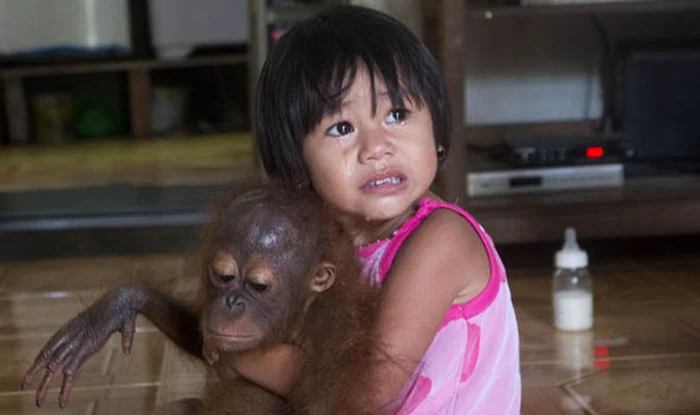 Puiul de urangutan nu a putut fi liniștit de specialiștii de la centrul din Indoneziafoto: IAR