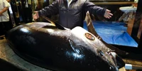 Kiyoshi Kimura preşedinte al lanţului de restaurante japoneze Sushi-Zanmai prezintă un ton roşu de 275 kg pe care l-a cumpărat în prima licitaţie din anul nou în piaţa Toyosu din Tokyo Japonia FOTO EPA-EFE / Kimimasa Mayama