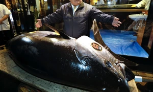 Kiyoshi Kimura preşedinte al lanţului de restaurante japoneze Sushi-Zanmai prezintă un ton roşu de 275 kg pe care l-a cumpărat în prima licitaţie din anul nou în piaţa Toyosu din Tokyo Japonia FOTO EPA-EFE / Kimimasa Mayama