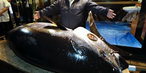 Kiyoshi Kimura preşedinte al lanţului de restaurante japoneze Sushi-Zanmai prezintă un ton roşu de 275 kg pe care l-a cumpărat în prima licitaţie din anul nou în piaţa Toyosu din Tokyo Japonia FOTO EPA-EFE / Kimimasa Mayama