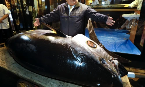 Kiyoshi Kimura preşedinte al lanţului de restaurante japoneze Sushi-Zanmai prezintă un ton roşu de 275 kg pe care l-a cumpărat în prima licitaţie din anul nou în piaţa Toyosu din Tokyo Japonia FOTO EPA-EFE / Kimimasa Mayama