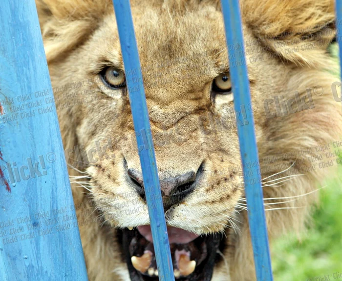 Leul de la Zoo Braşov are 7 ani şi a atacat prima oară în anul 2010