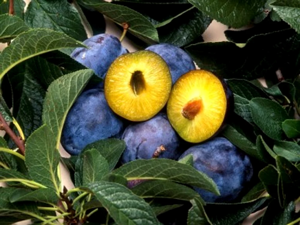Sucul de prune are numeroase beneficii pentru sănătate  jpeg