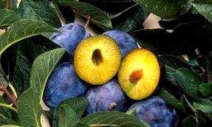 Sucul de prune are numeroase beneficii pentru sănătate  jpeg