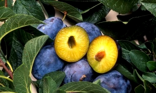 Sucul de prune are numeroase beneficii pentru sănătate  jpeg