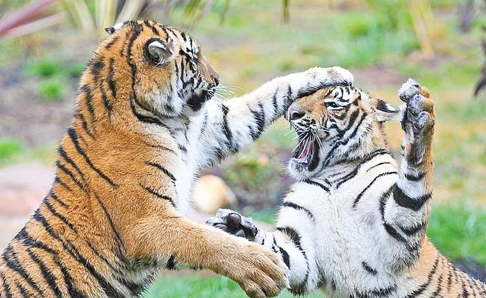 
    În cuşca noastră cântă femela, să se ştie pretutindeni!Foto: EPA  