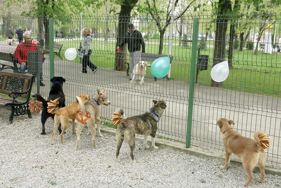 
    Câini cu covrigii în coadăFotomontaj: Click!  