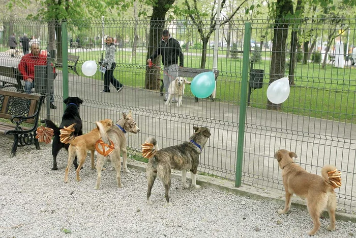 
    Câini cu covrigii în coadăFotomontaj: Click!  