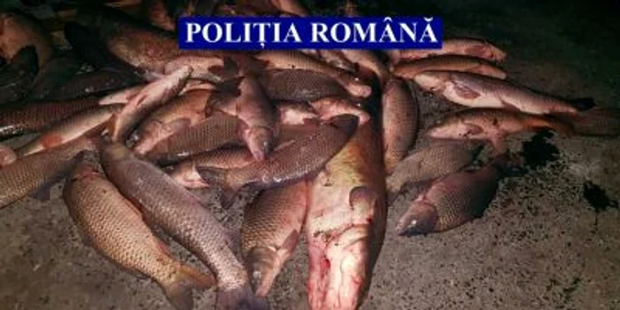 Întreaga cantitate de peşte a fost confiscată FOTO IPJ Ialomiţa