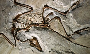 archaeopteryx 1600x600 jpg