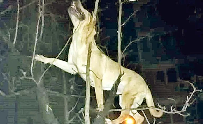 
    Sărmanul  animal a căzut într-un copac  