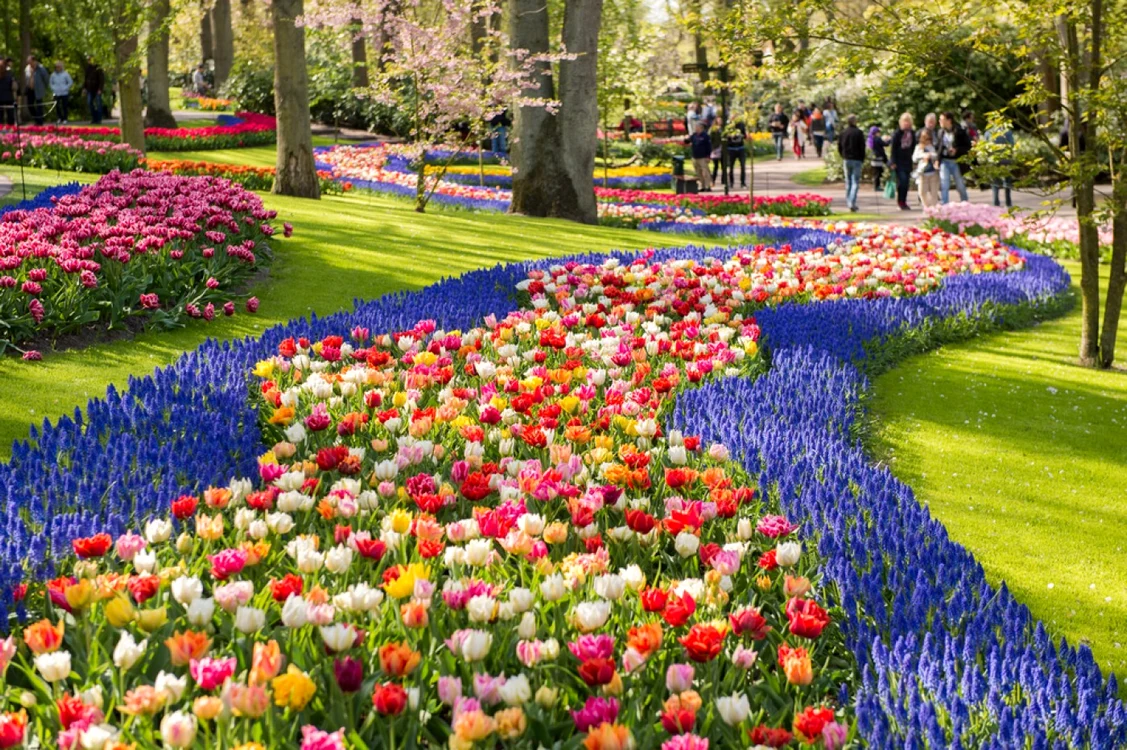 Parcul Keukenhof din Olanda FOTO Shutterstock