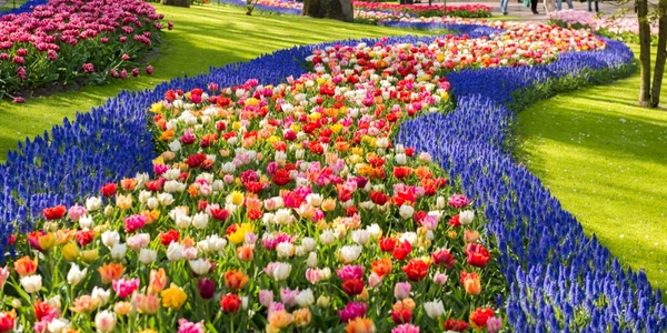parcul Keukenhof din Olanda foto Shutterstock
