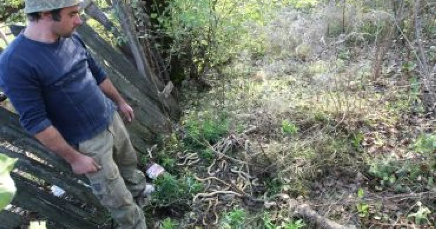 Craiova: Zeci de şerpi veninoşi  au invadat casa unui tânăr